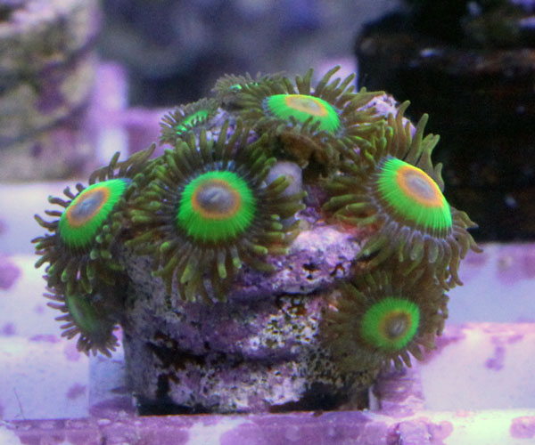 サンゴ≪r3≫海水魚ショップシーポニー