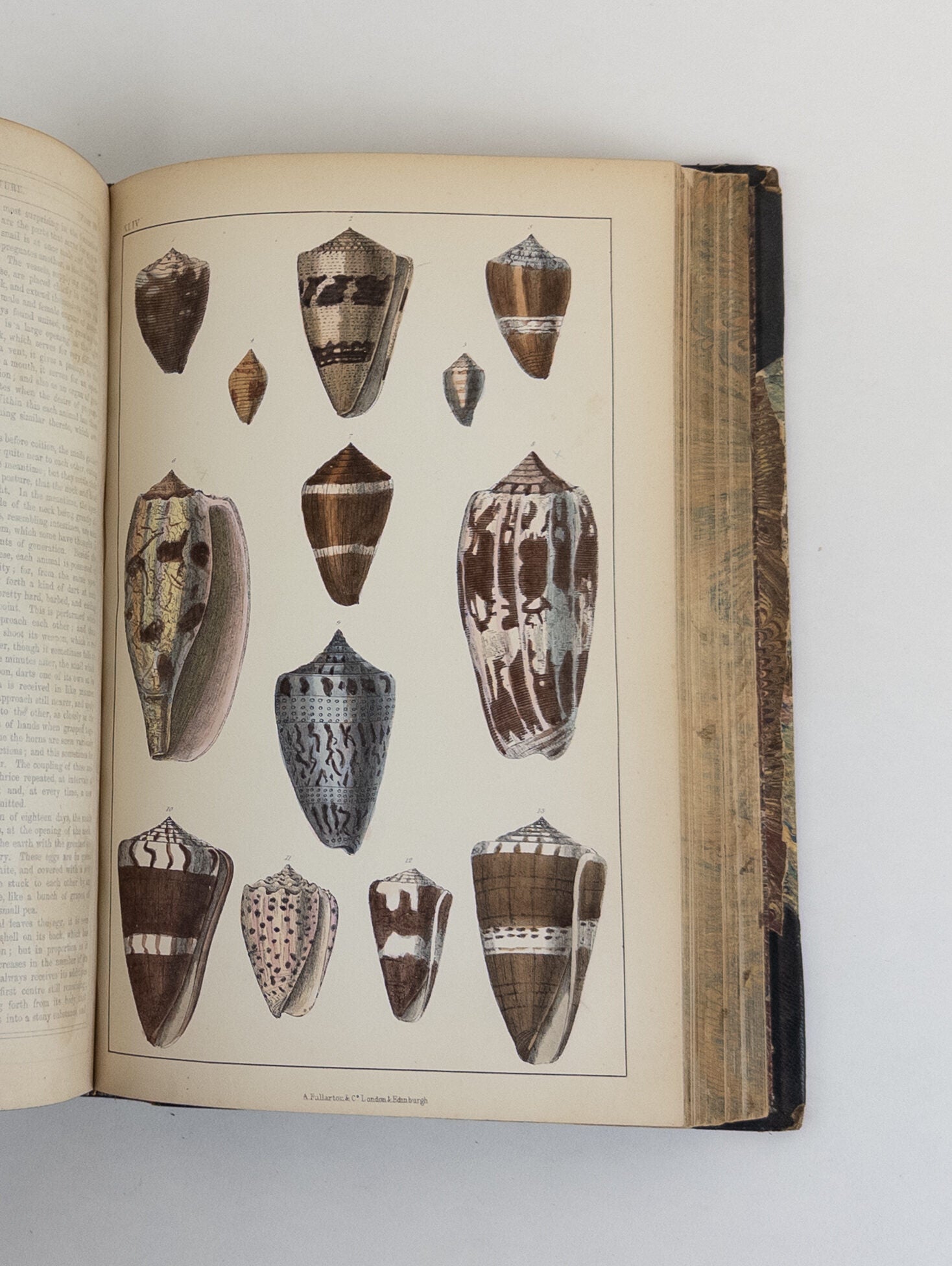 A HISTORY OF THE EARTH AND ANIMATED NATURE Two Volumes | Oliver