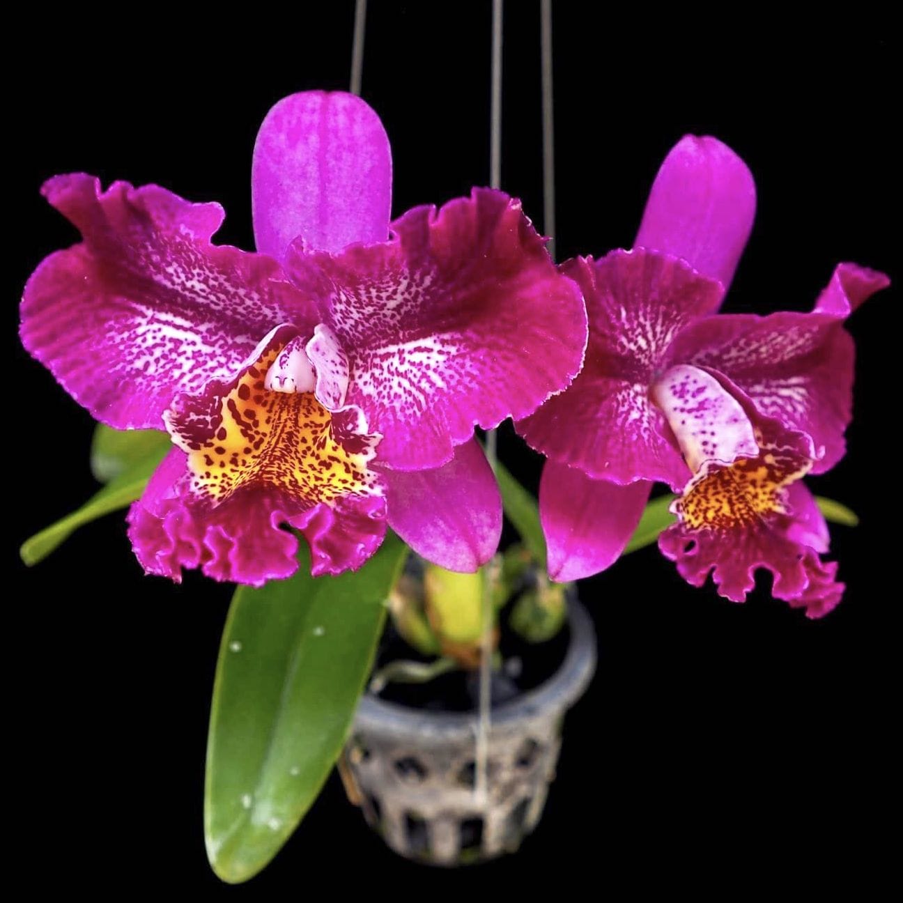 Meloara (Cattleya) Ching Sun Bright Star - fragrant – Secret