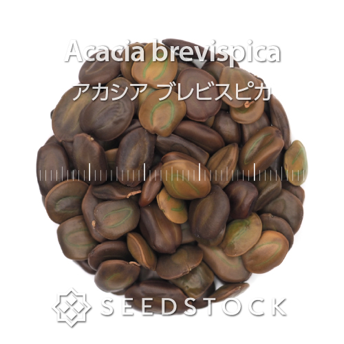 種子] アデニア グミフェラ Adenia gummifera | 塊根植物 コーデックス