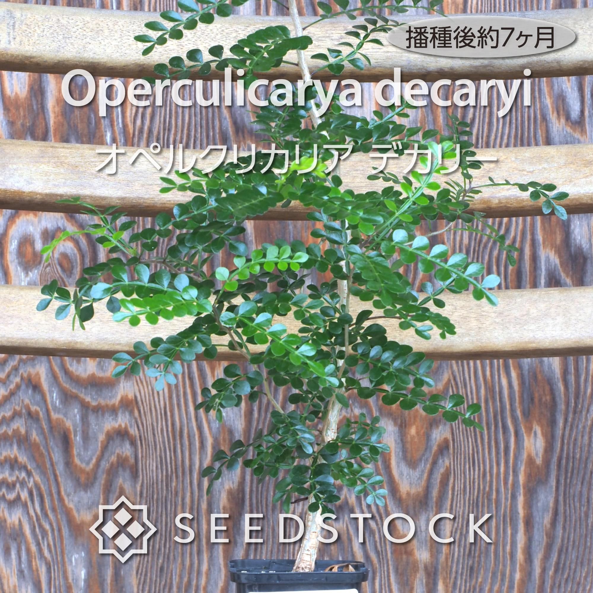 種子] オペルクリカリア デカリー Operculicarya decaryi | 塊根植物