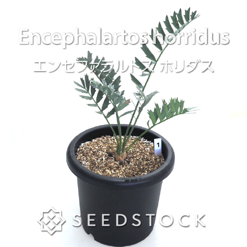 輸入株] エンセファラルトス ホリダス Encephalartos horridus（1