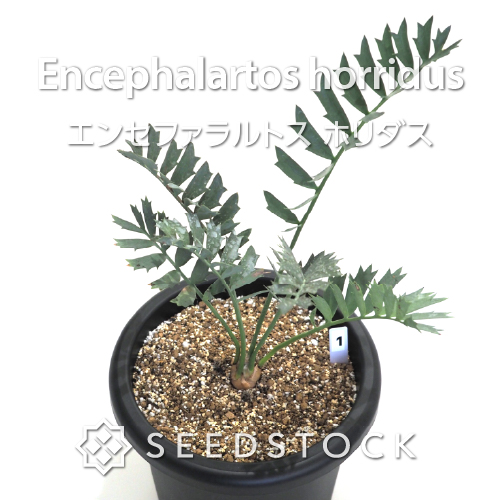 輸入株] エンセファラルトス ホリダス Encephalartos horridus（1