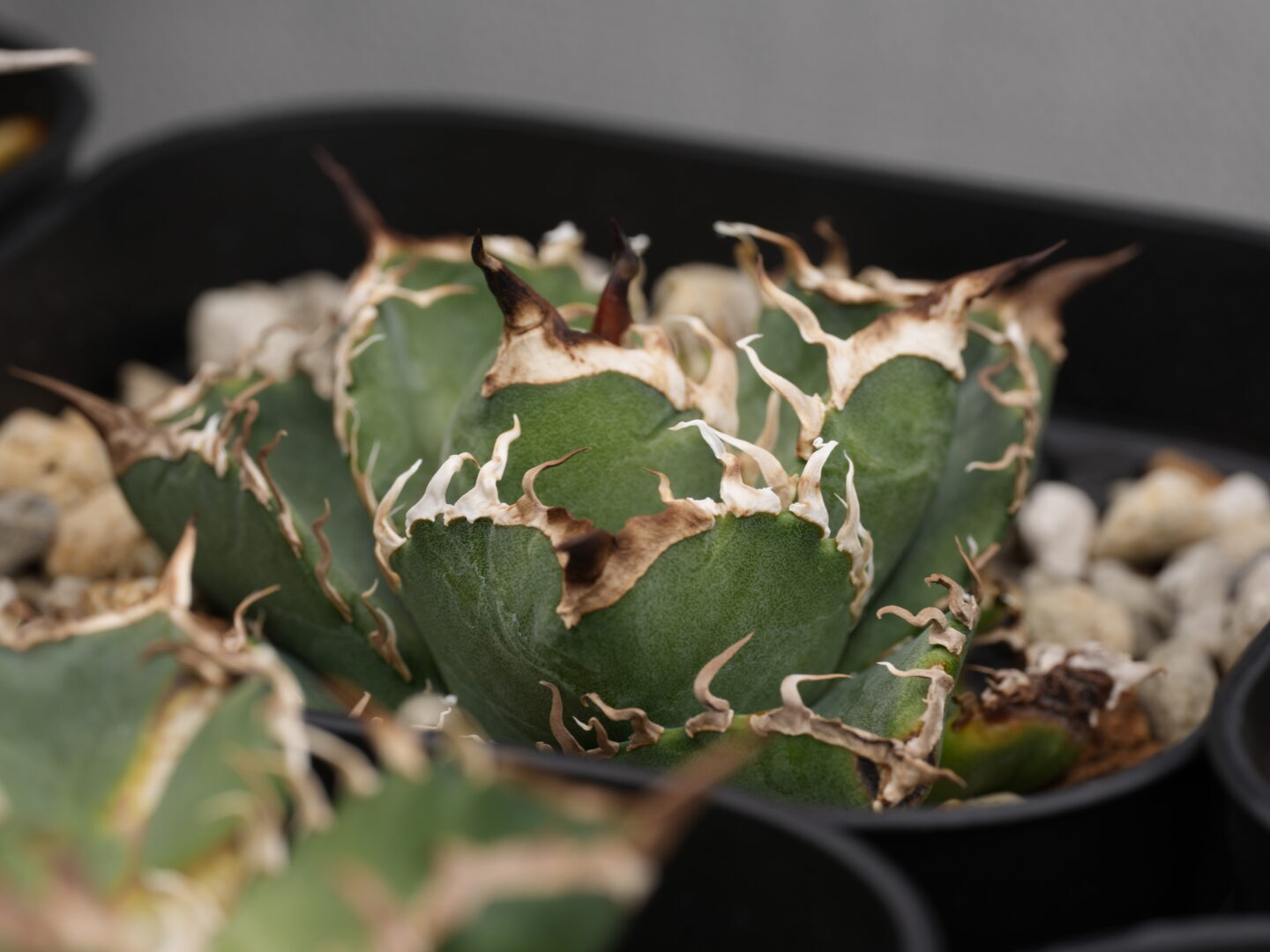 アガベ・オアハカ実生とは？特徴と育て方・購入の注意点 - セドリック