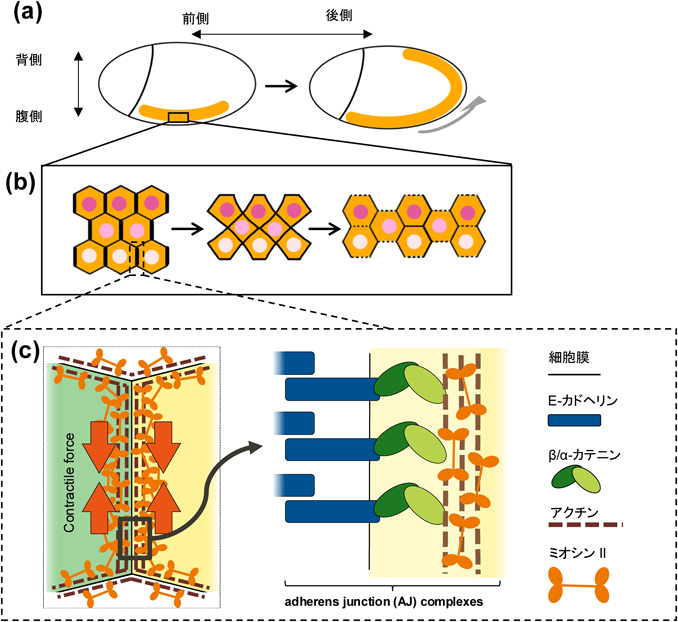 多様な集団細胞移動メカニズムが紡ぐ形態形成の世界