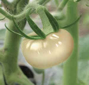 クリスタルトマト / Crystal Tomato | 公式 | セイコメディカル