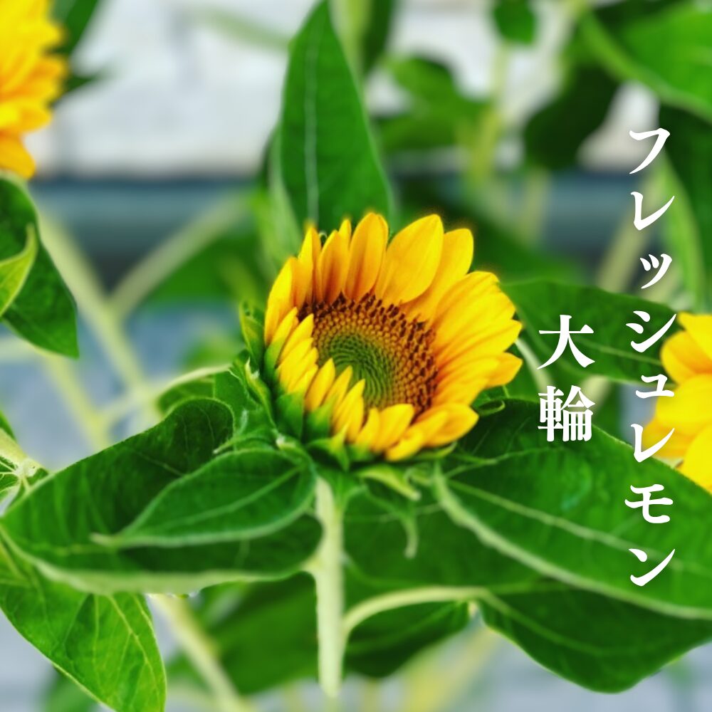 農家直送】ひまわりの切花の通販｜未体験の大輪が魅せる感動のひまわり