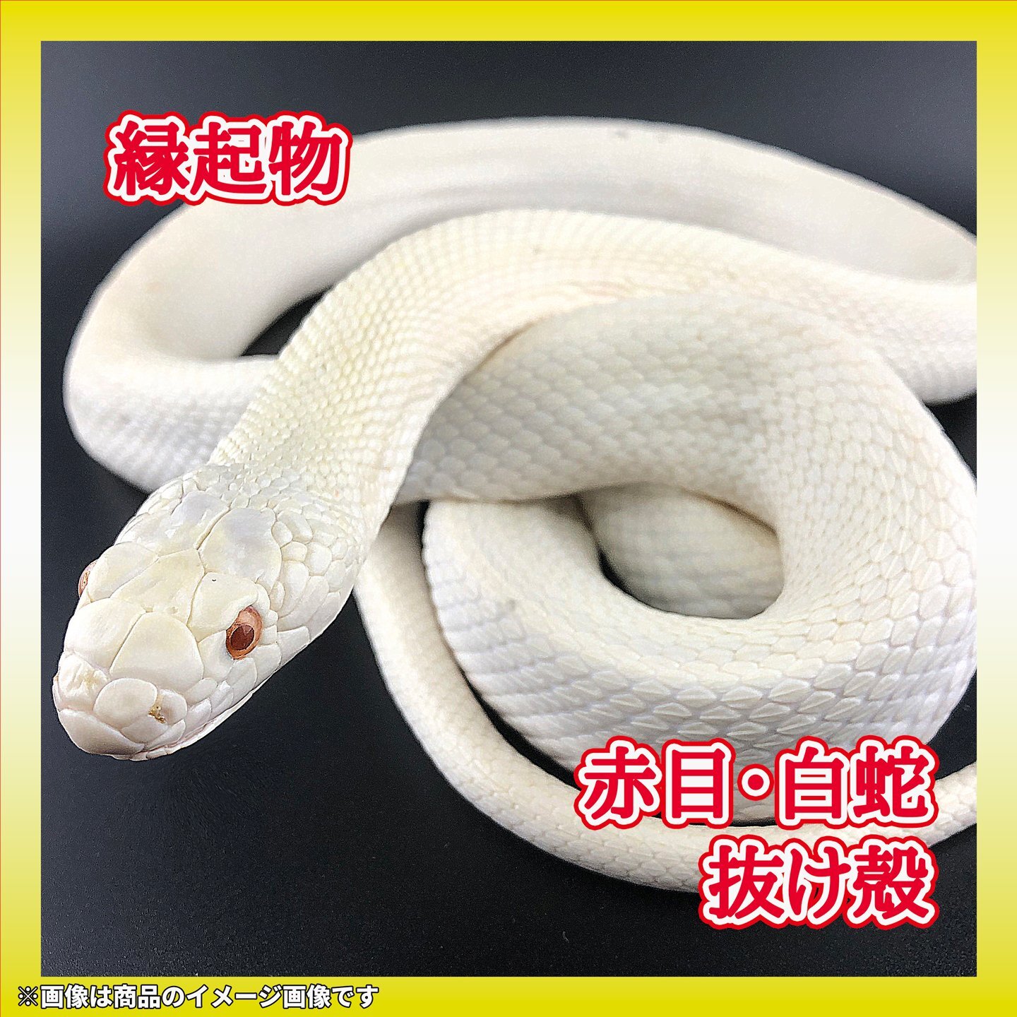 赤目・白蛇の抜け殻 130cm 縁起物 金運 S17