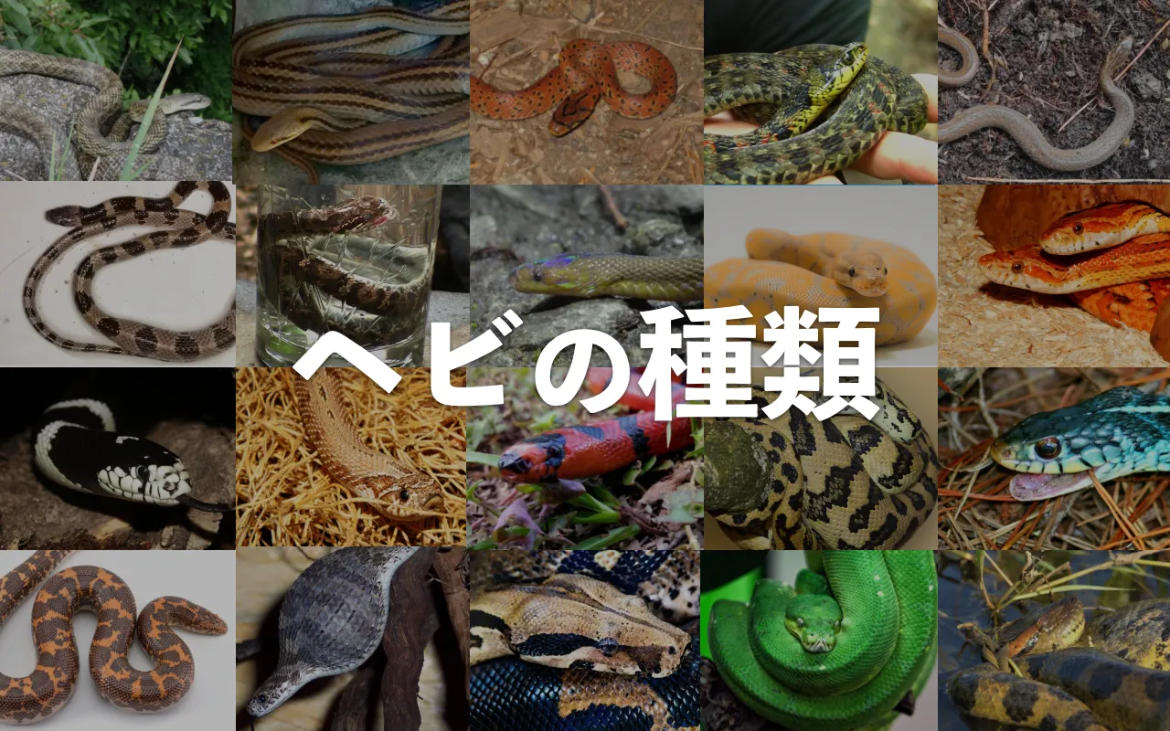 ヘビ図鑑 – 186種類の一覧【ナミヘビ・ボア・ニシキヘビ】 – へびマガ