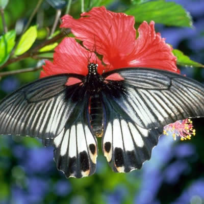 ナガサキアゲハ - 昆虫 - 動物 - Y!きっず図鑑