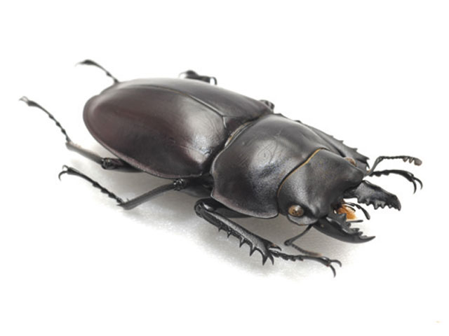 ヤエヤママルバネクワガタ - カブトムシ・クワガタムシ - ペット - Y