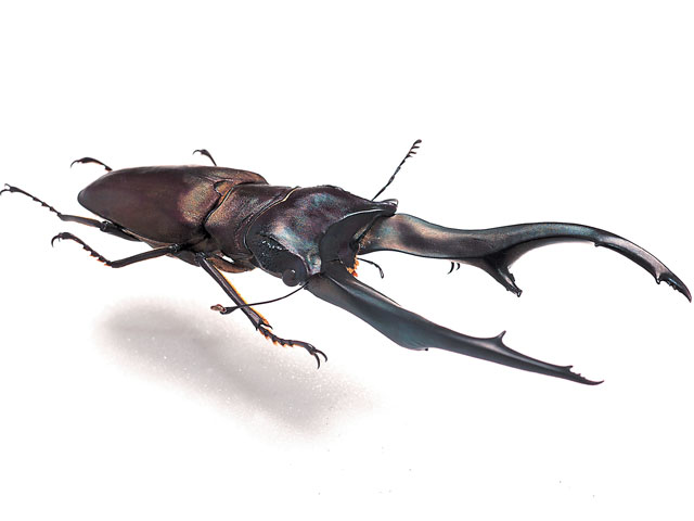 インペラトールホソアカクワガタ - カブトムシ・クワガタムシ - ペット