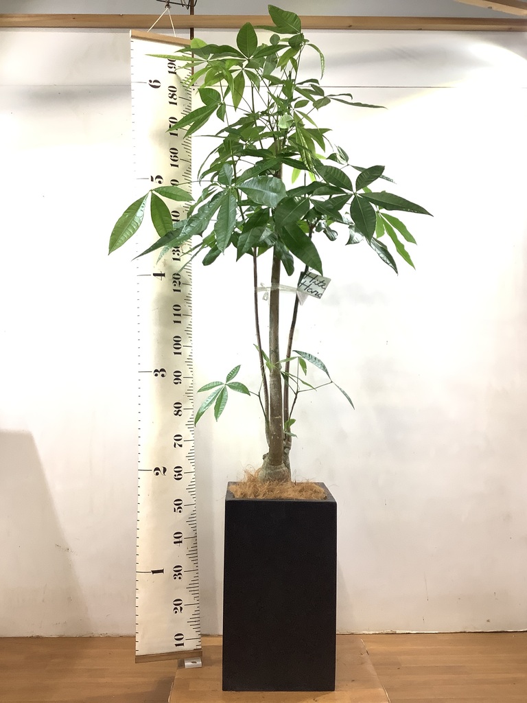 観葉植物 パキラ 8号 パラソル プラスチック鉢 | 観葉植物ならHitoHana