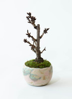 産地直送 盆栽 旭山桜 2Lサイズ 鉢色 野山（受け皿セット）／山形