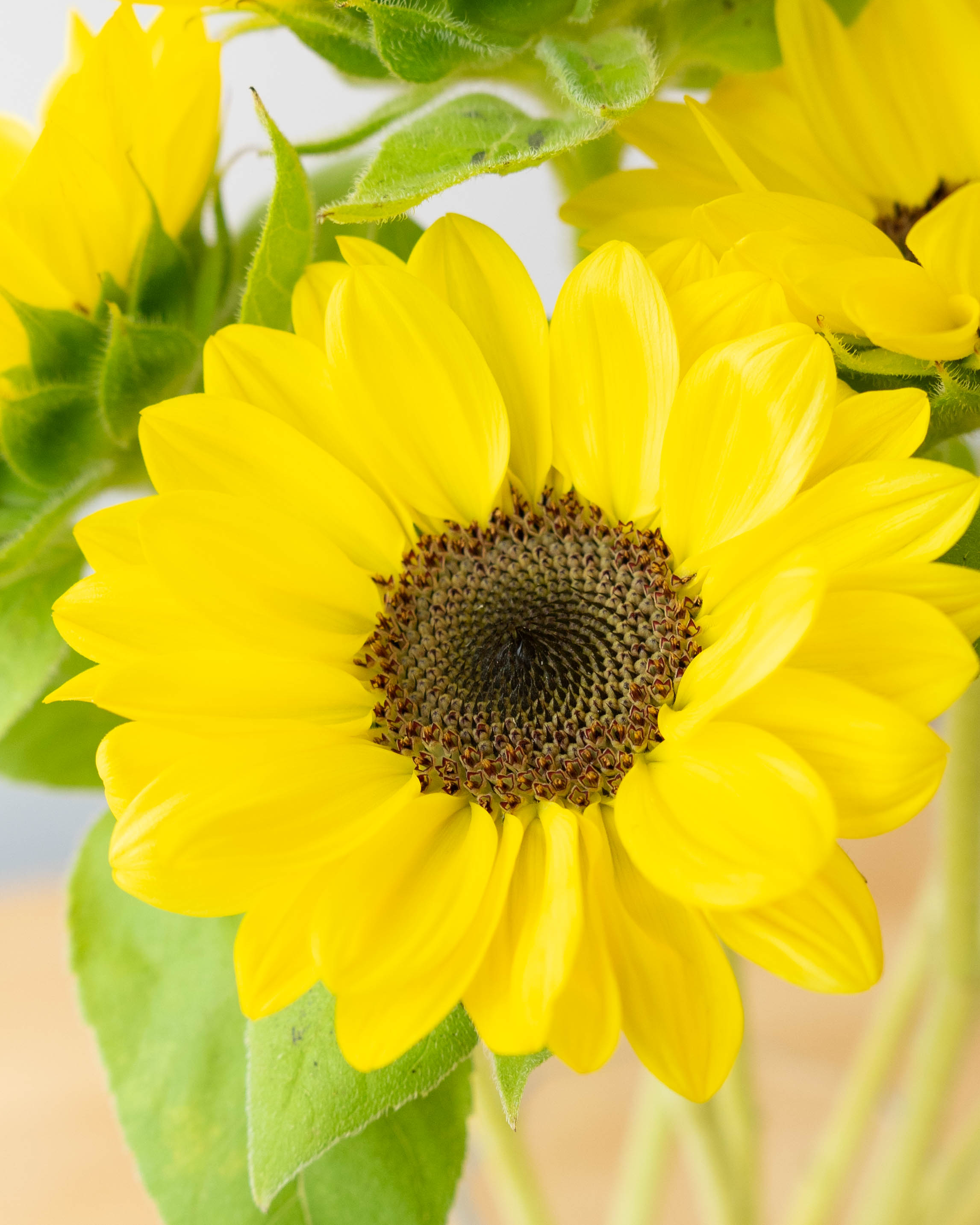 産地直送 ひまわり 1輪 花束 30本用／千葉 金井園芸からお届け | 花束