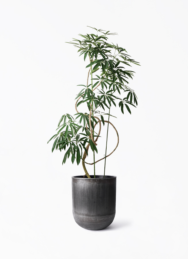 観葉植物 シェフレラ アンガスティフォリア 10号 曲り アンワール