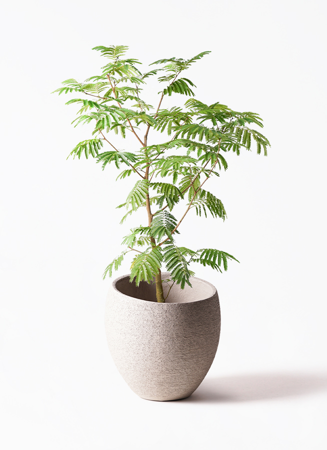 観葉植物 エバーフレッシュ 10号 ボサ造り LushBasket(ラッシュ