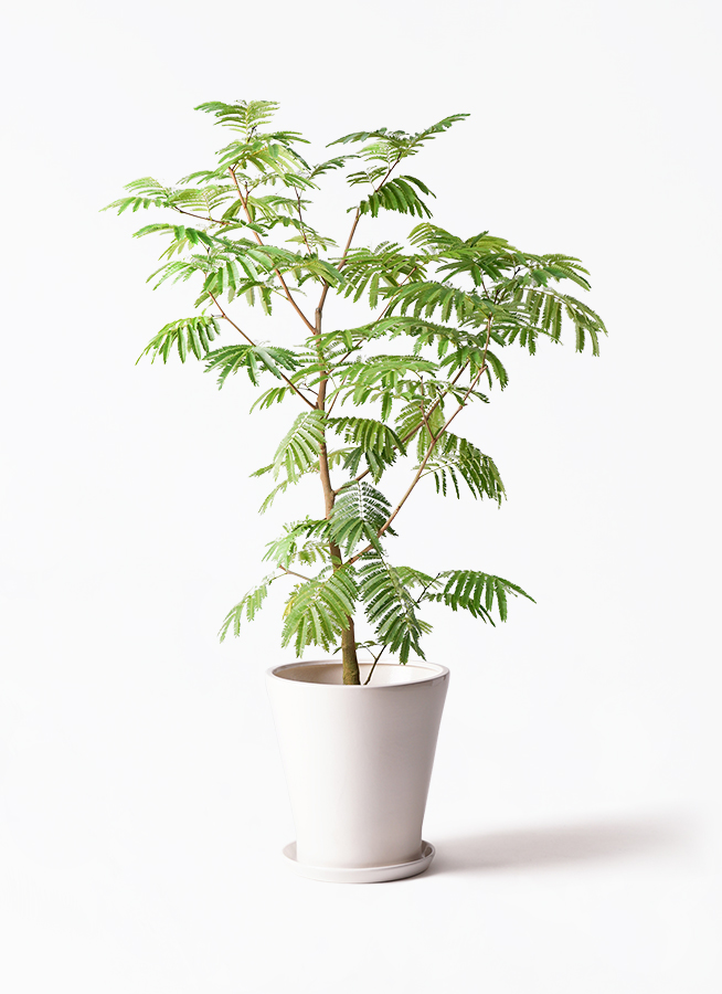 高級鉢カバー付き】大型エバーフレッシュ 観葉植物 引き取り可能