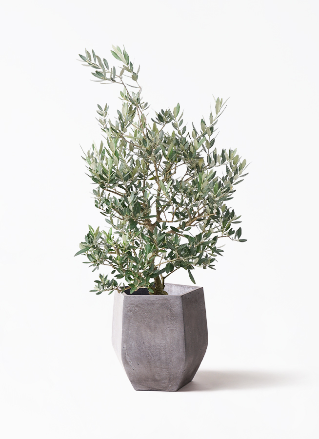 観葉植物 オリーブの木 8号 ピクアル プラスチック鉢 | 観葉植物なら