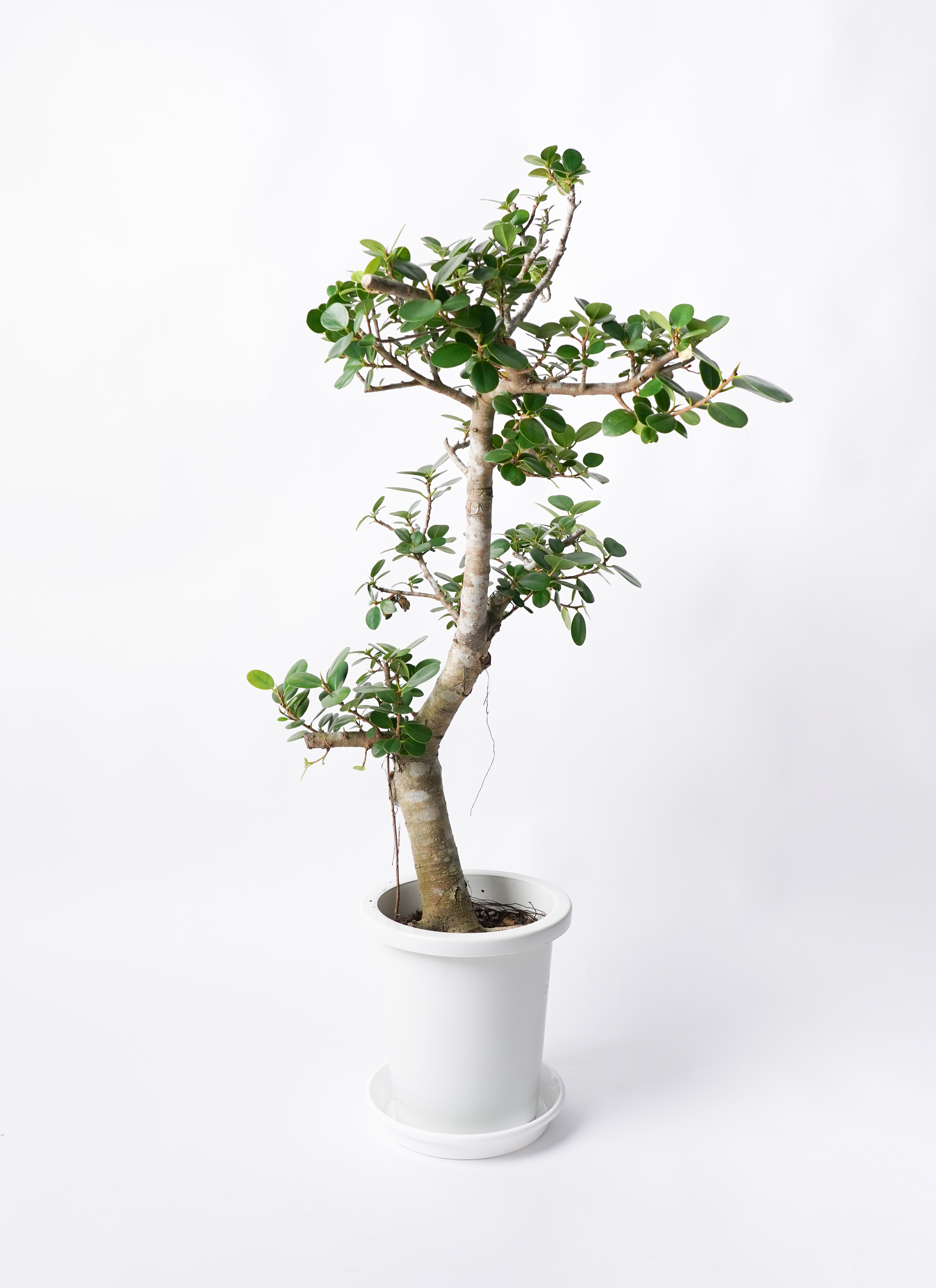 観葉植物 ガジュマル 8号 パンダ プラスチック鉢 | 観葉植物なら