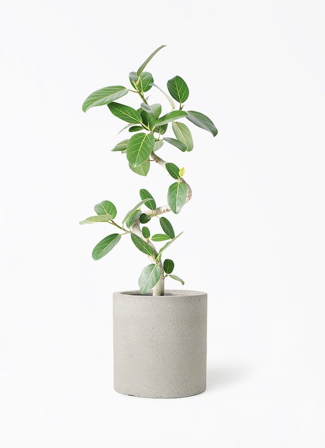 観葉植物 フィカス ベンガレンシス 7号 曲り プラスチック鉢 / 天久