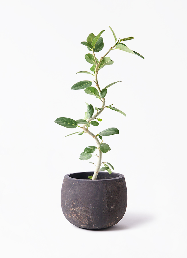 観葉植物 フィカス ベンガレンシス 5号 曲り プラスチック鉢 | 観葉