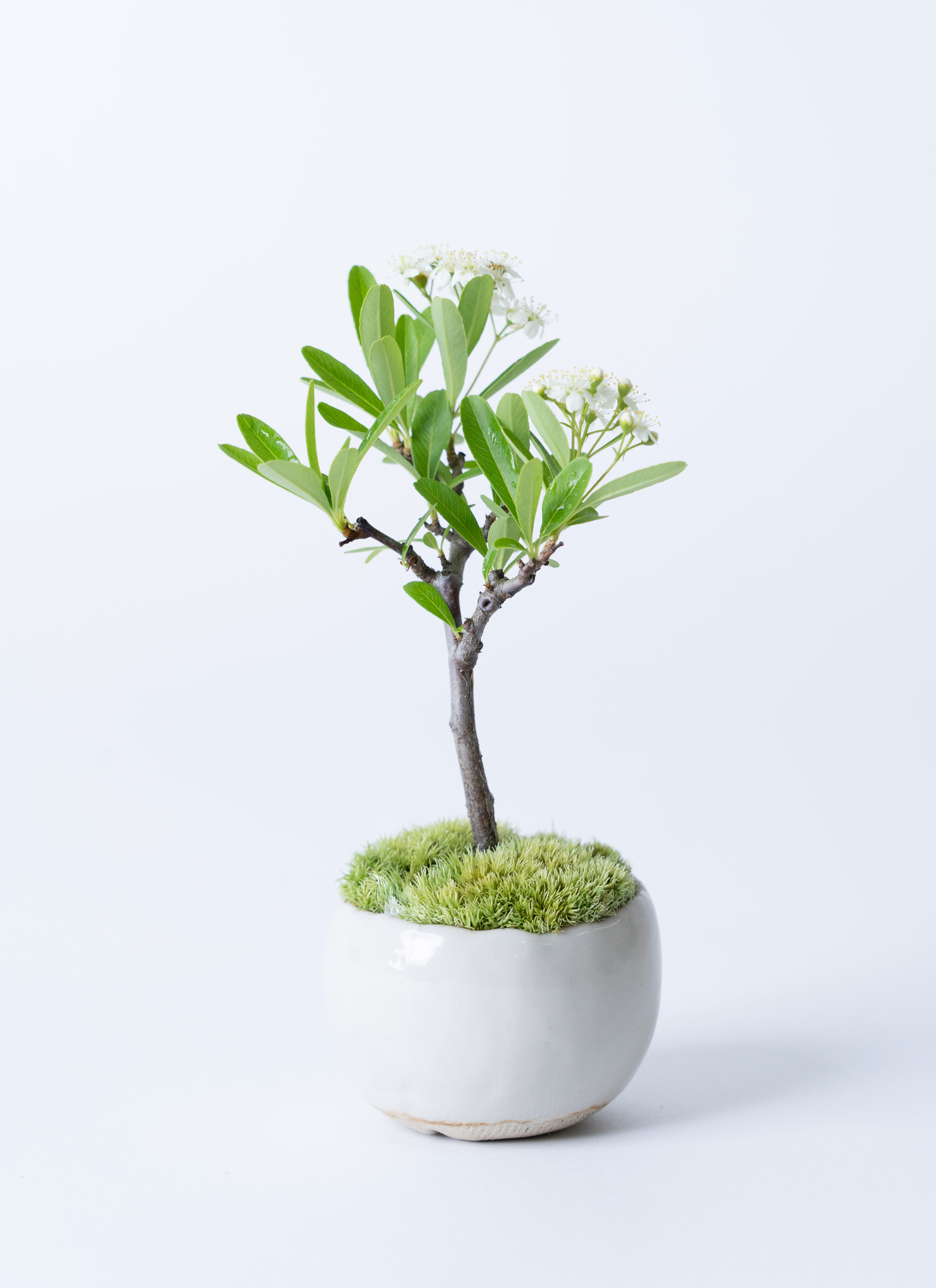 産地直送 盆栽 トキワサンザシ Mサイズ 鉢色 白（受け皿セット）／山形