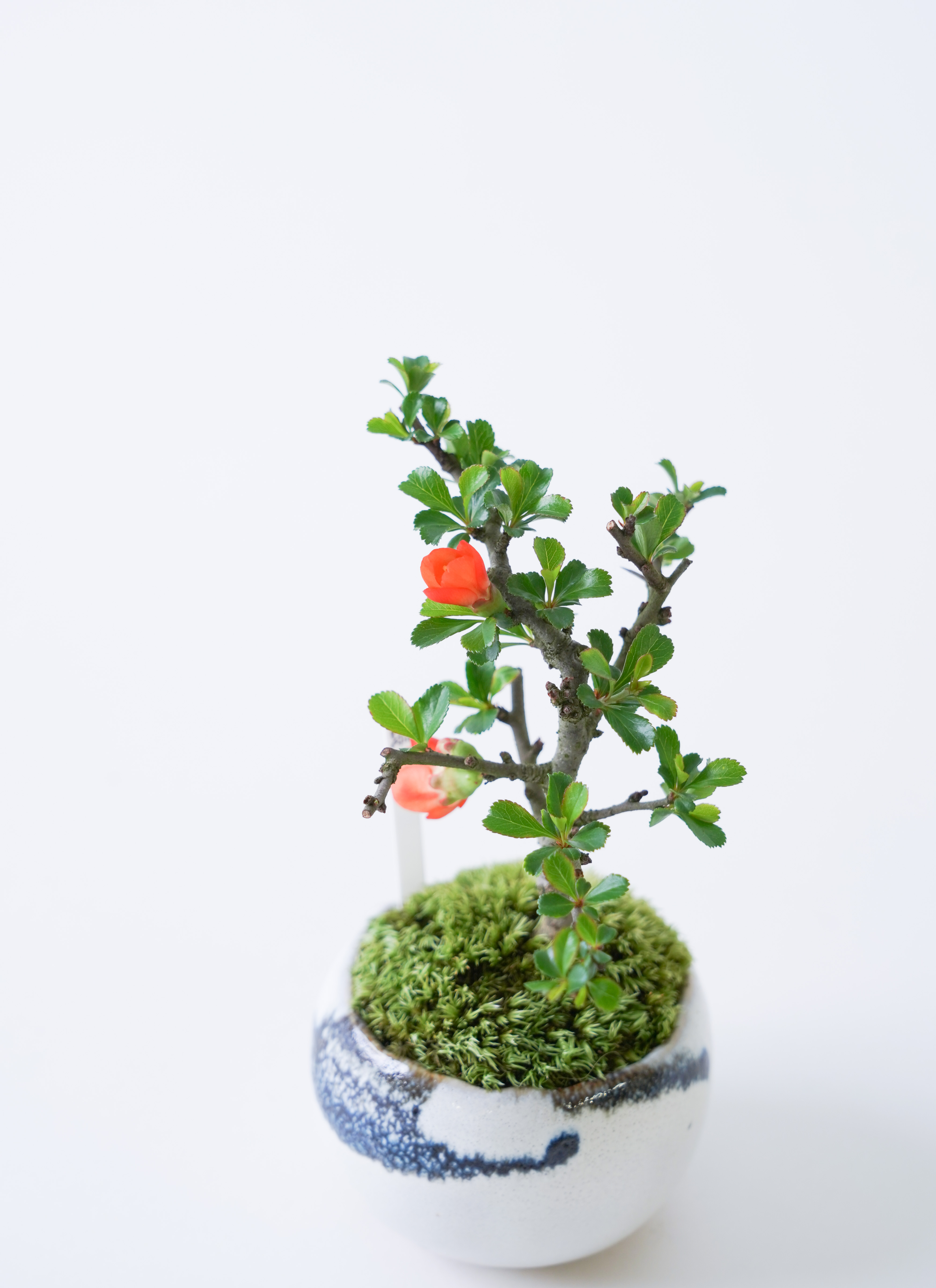 産地直送 盆栽 長寿梅 赤花 Mサイズ 鉢色 墨（受け皿セット）／山形