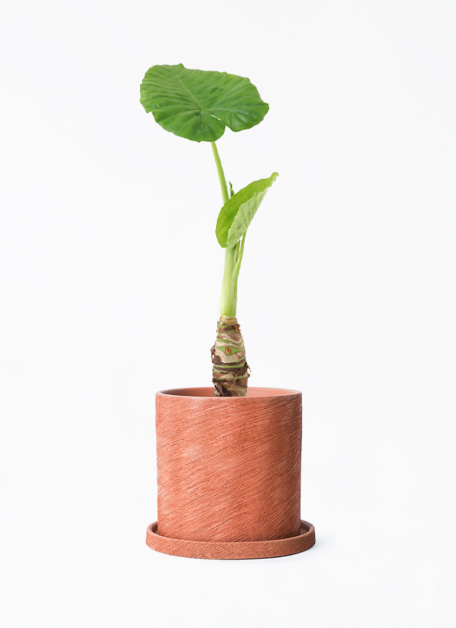 観葉植物 アロカシア 4号 オドラ（クワズイモ） エッシ 16 R ブラウン