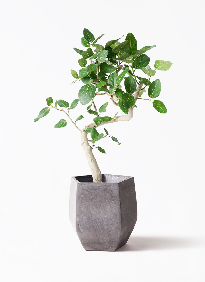 観葉植物 フィカス ベンガレンシス 8号 曲り 極太 フェルム シリンダー