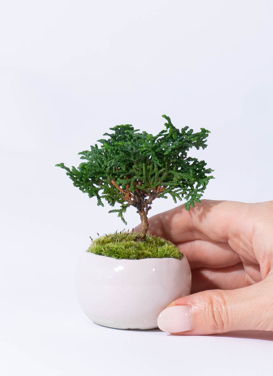 産地直送 盆栽 津山ヒノキ Sサイズ 鉢色 さくら／山形 石木花からお
