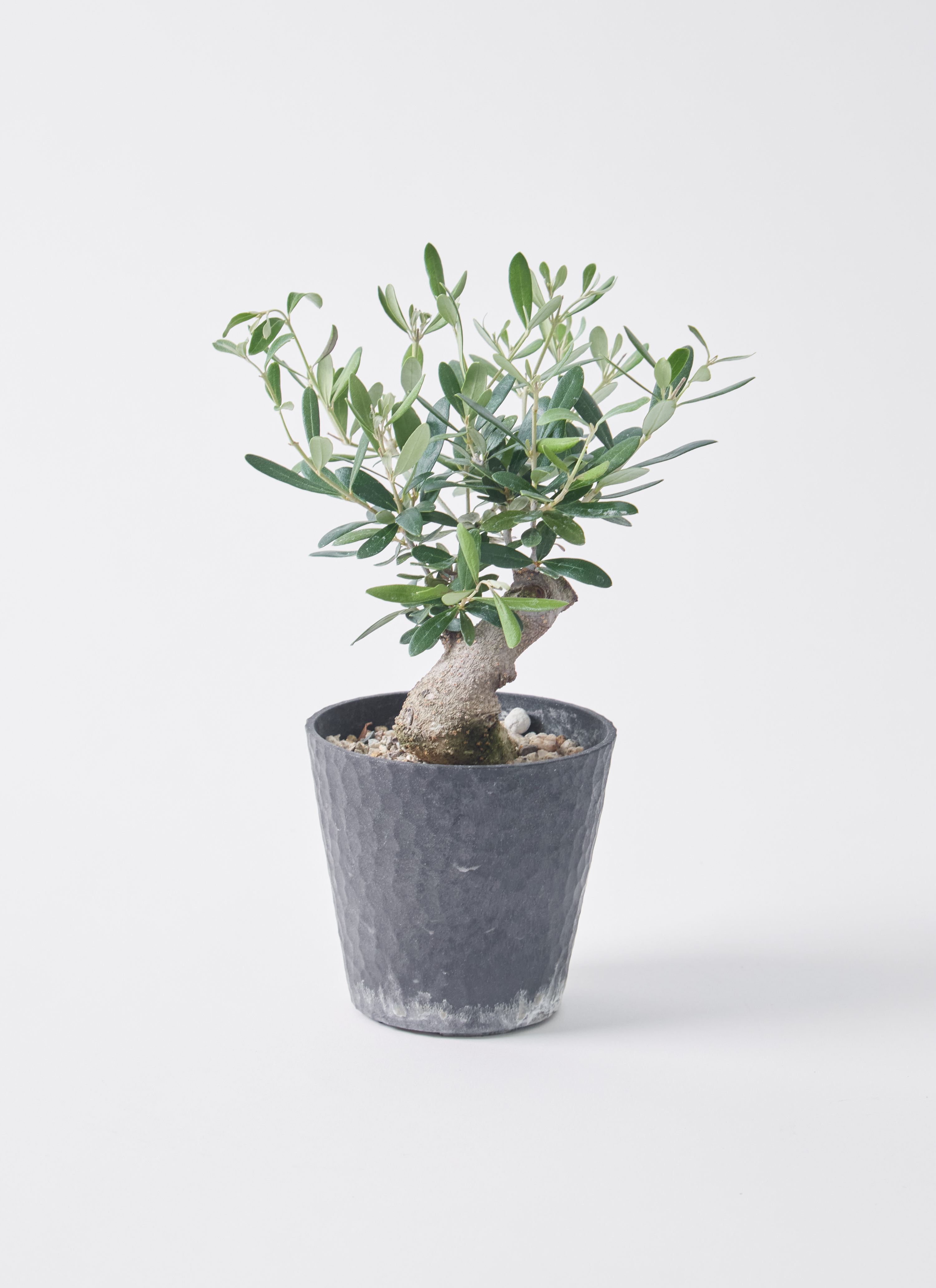 olive-soju-174_0001.jpg?1760325612