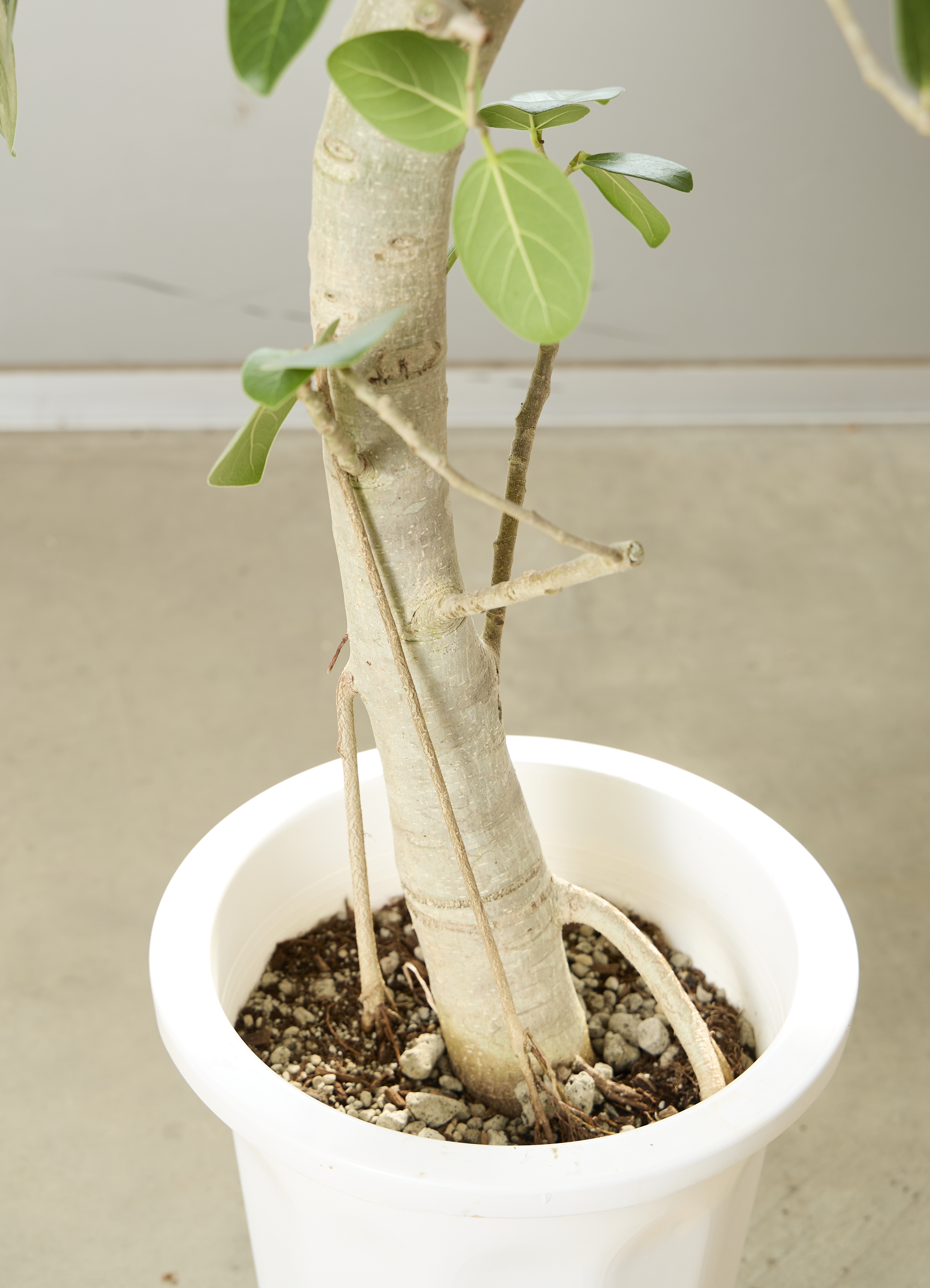 観葉植物 フィカス ベンガレンシス【210cm】10号 曲り プラスチック鉢
