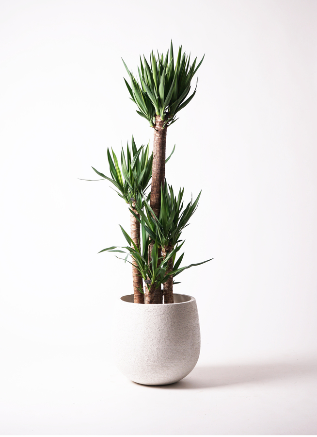観葉植物 ユッカ 10号 ノーマル セドナロング 墨 付き | 観葉植物なら