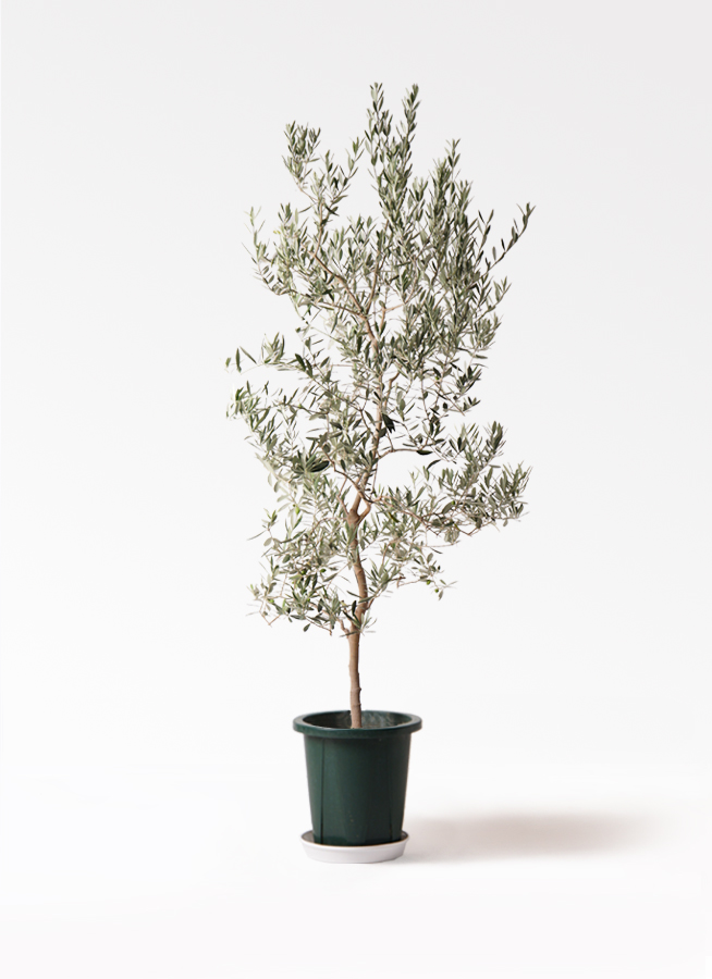 観葉植物 オリーブの木 10号 バロウニ ファイバークレイ キューブ 付き