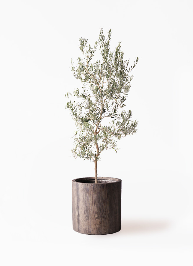 観葉植物 オリーブの木 10号 バロウニ アートストーン ラウンド グレー