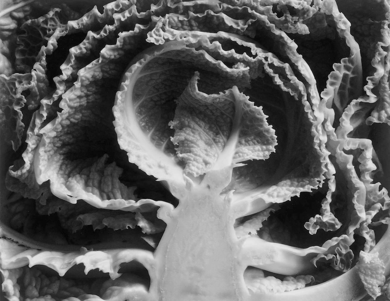 Edward Weston | Holden Luntz Gallery