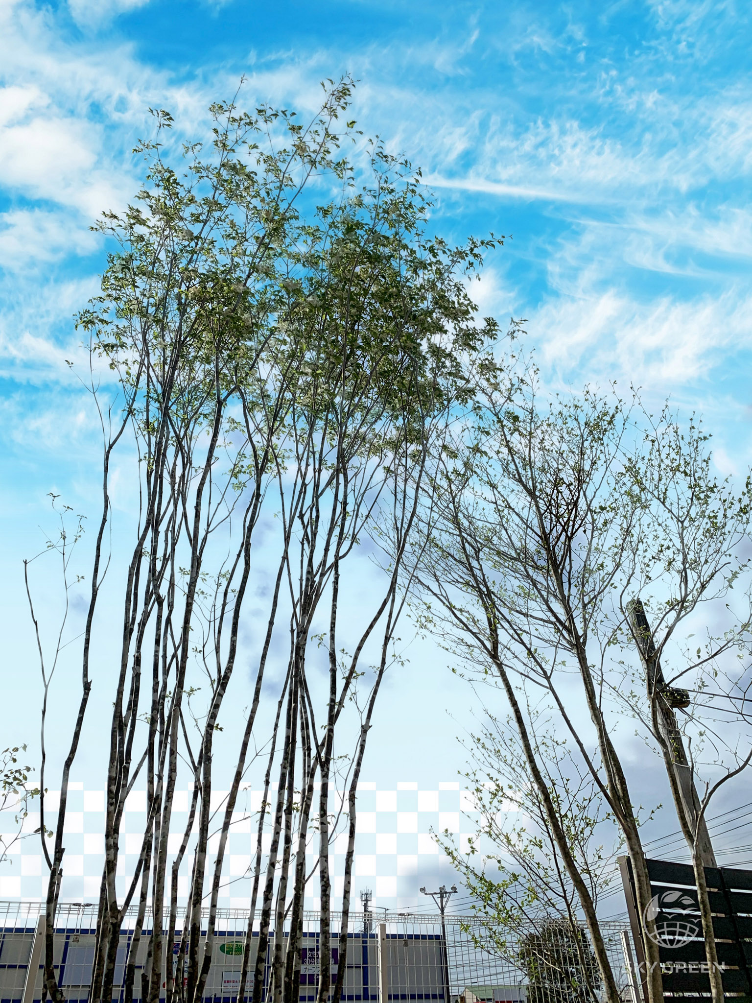 山採り コハウチワカエデ アオダモ 楽天市場】【現品】山採り