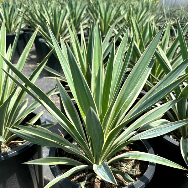 Yucca Spanish Dagger | Drought Tolerant Plant for Xeriscaping
