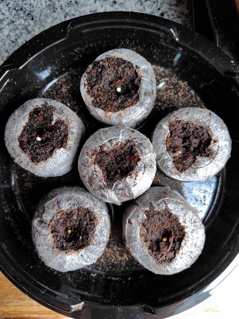 はじめてさんの かんたんタネまきキット｜種（タネ）,球根,苗,資材