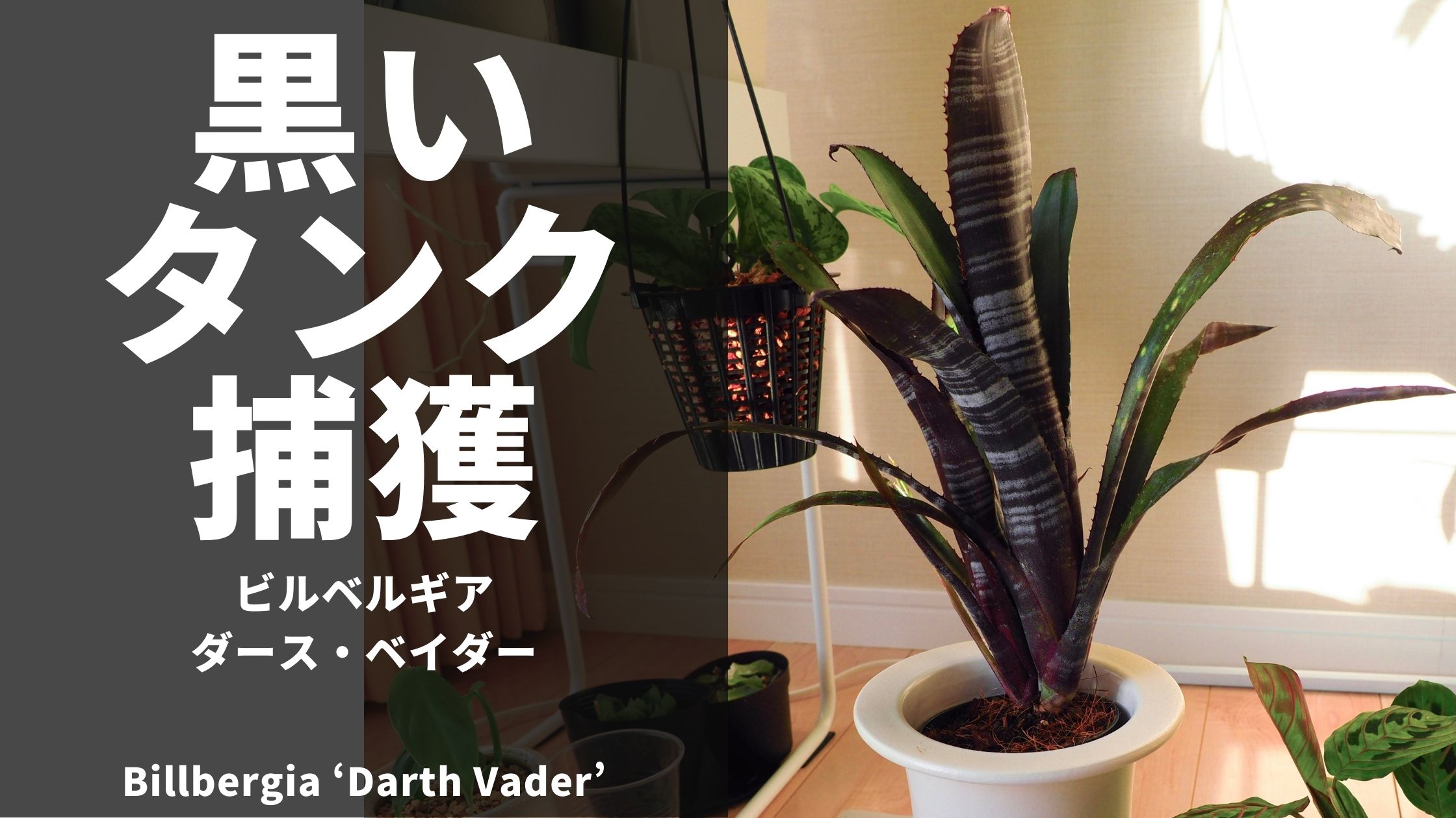 ビルベルギア・ダースベイダー】育成記録・栽培方法・植え替え | 植物