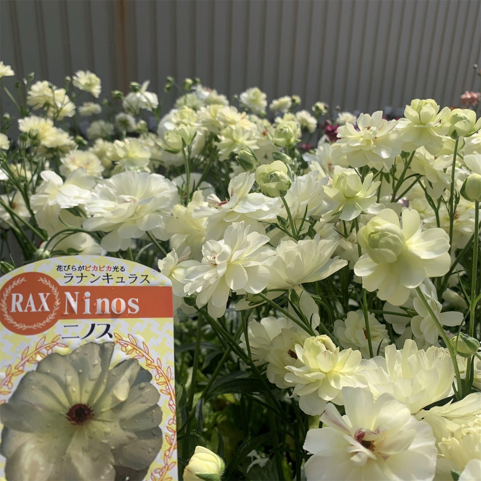 ラナンキュラス ラックス】 ニノス3.5号 | はなそうにんオゼジュン先生