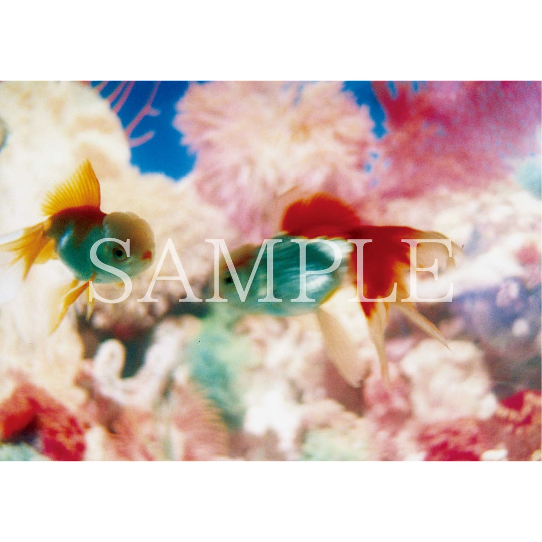 ポストカードセット｜ Liquid Dreams – MIKA NINAGAWA OFFICIAL STORE