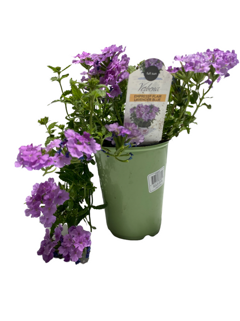 Verbena 'Aztec Blue Velvet' – Armstrong Garden Centers