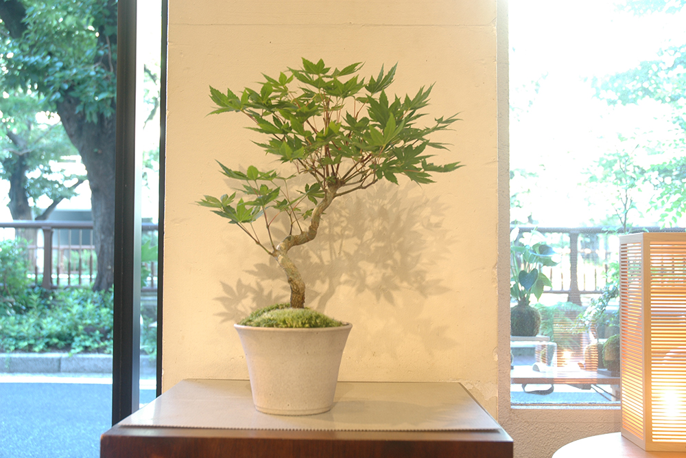 コハウチワカエデ | GreenScapeオンラインストア