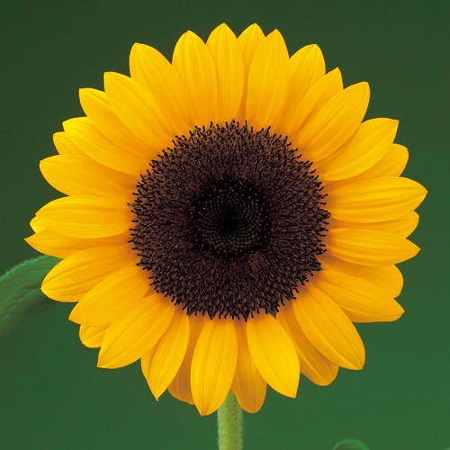 ひまわり・F1サンリッチ レモン| 種・苗・ガーデニング用品の【タキイ