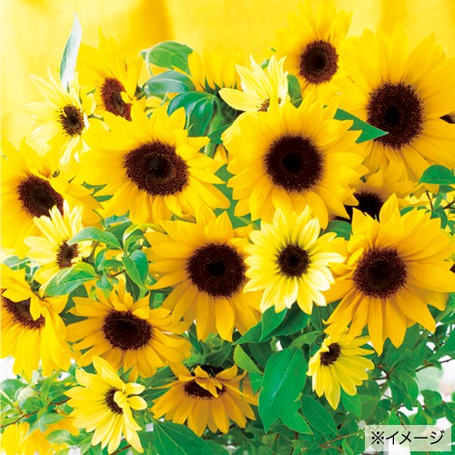 ひまわり・F1サンリッチ(R)混合| 種・苗・ガーデニング用品の【タキイ