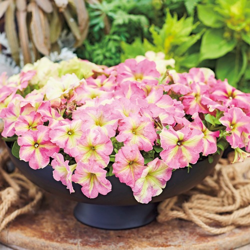 ペチュニア・シェイク ストロベリー| 種・苗・ガーデニング用品の