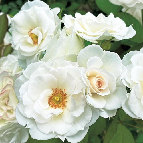 バラ・ベビー アイスバーグ 農水省品種登録出願中(品種名:KORFLOCI111