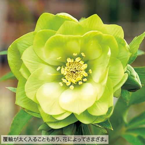 蒼ララ様ご購入苗㉖-139㉖-216クリスマスローズ 蒼ララ様ご購入苗㉖